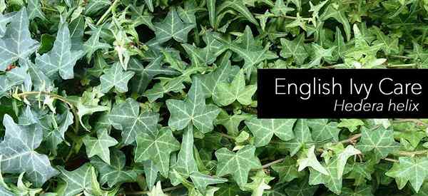 Plantes de lierre anglaises qui poussent et Hedera Helix Care