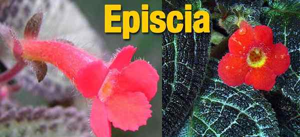 Cultivo de plantas de episcia cómo cuidar la violeta de la llama