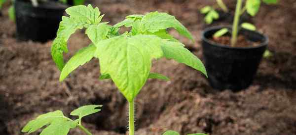 Sole epsom mogą pomóc zwiększyć pobieranie składników odżywczych roślin