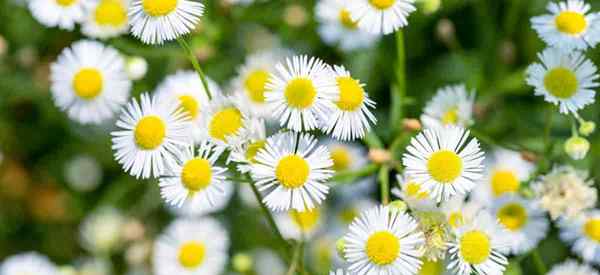 Tumbuh Daisy Fleabane Tahunan Cara Menjaga Erigeron Annuus