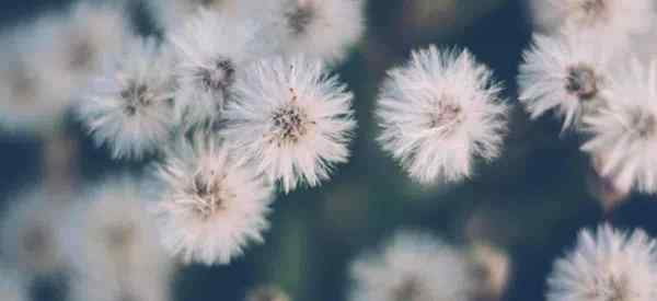 Dicas de cuidados com Erigeron Canadensis Crescendo a Cama Canadense