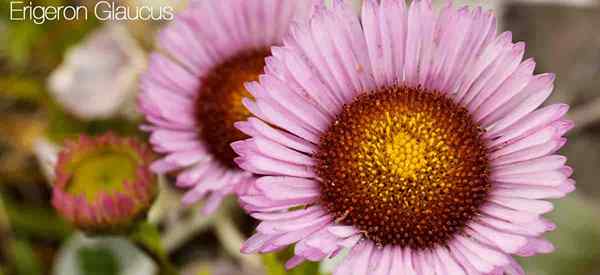 Erigeron Glaucus Plant soin de la façon de cultiver une marguerite balnéaire