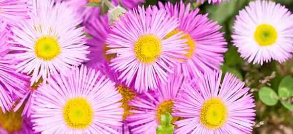 Erigeron Karvinskianus kümmert sich um, wie man Santa Barbara Daisy annimmt