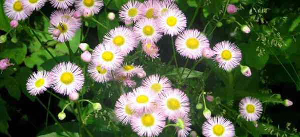 Erigeron Philadelphicus Info Wie man Philadelphia Fleabane annimmt