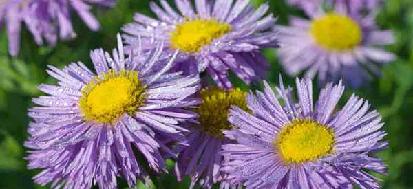 Fleabane Gänseblümchen, wie man Erigeronpflanzen wächst [Leitfaden]