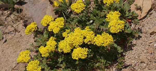 Eriogonum umbellatum uprawia gryki z kwiaty siarki
