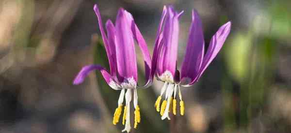 Cuidando la trucha lirio [Erythronium]