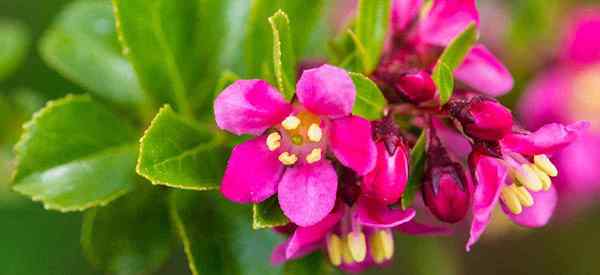 Escallonia Plant Strauchpflegemethoden