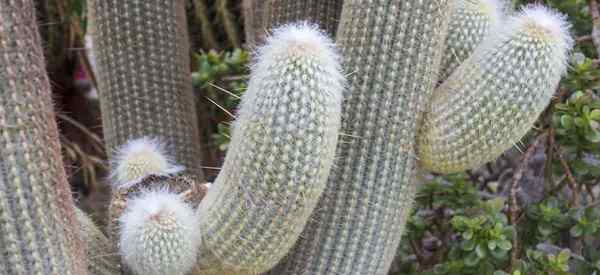 Consejos de cuidado de espostoa lanata para cultivar el viejo cactus peruano