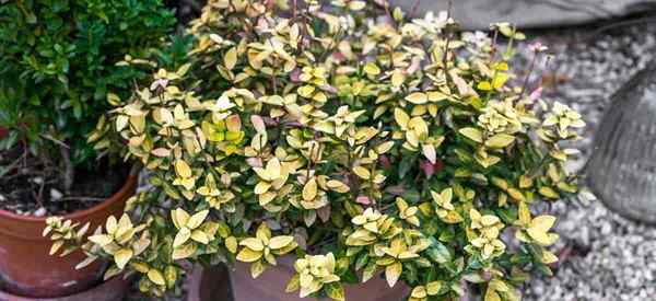 Euonymus japonicus Care Tipps zum Anbau des japanischen Euonymus