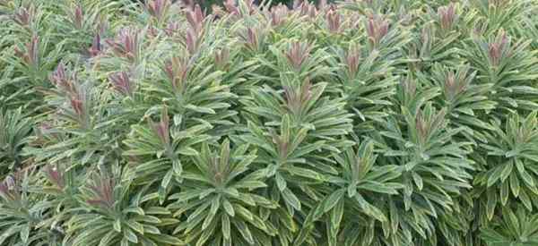 Merawat Euphorbia Ascot Rainbow