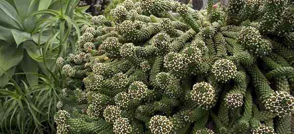 Euphorbia caput-medusae cultivando o cacto de aparência exótica