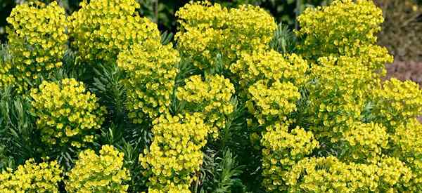 Crescente da Euphorbia Characias Como cuidar do Spurge Mediterrâneo