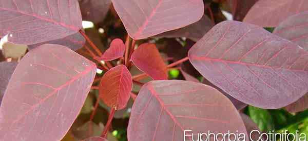 Euphorbia cotinifolia se soucie de la culture de l'euphorbia à feuilles rouges