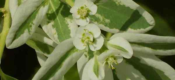 Wie man wächst und für Euphorbia marginata (Schnee auf dem Berg) sorgt)