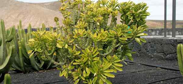 Euphorbia neriifolia Cuidado cultivando el árbol de espuramiento indio