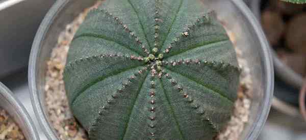 Euphorbia obesa uprawia unikalna euforbia baseballowa