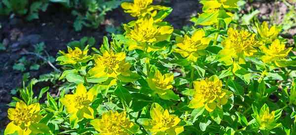 Bantal Spurge Cara Tumbuh dan Merawat Euphorbia Polychroma