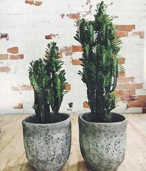 Euphorbia trigona se soucie de faire pousser une plante de lait africaine