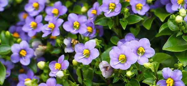 Persian Violet Care apprenant à cultiver des plantes affines d'Exacum
