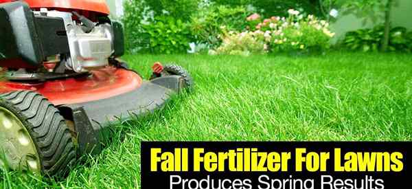 El fertilizante de otoño para el césped produce resultados de primavera