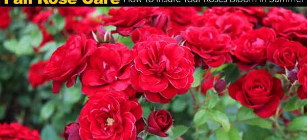 Fall Rose Care Cómo garantizar que sus rosas florezcan en verano