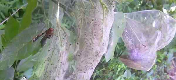 Kawalan Webworm Kejatuhan Cara Menghilangkan Webworms Kejatuhan (Hyphantria Cunea)