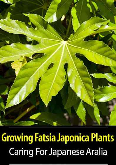 Fatsia Japonica Care für japanische Aralia wächst