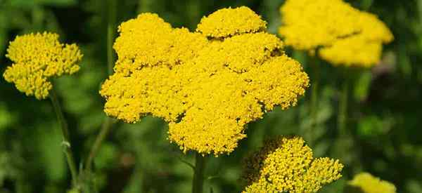 Fern Leaf Yarrow Care Bagaimana Menumbuhkan Achillea Filipendulina