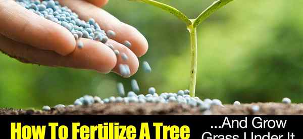 Comment fertiliser un arbre et faire pousser l'herbe sous elle