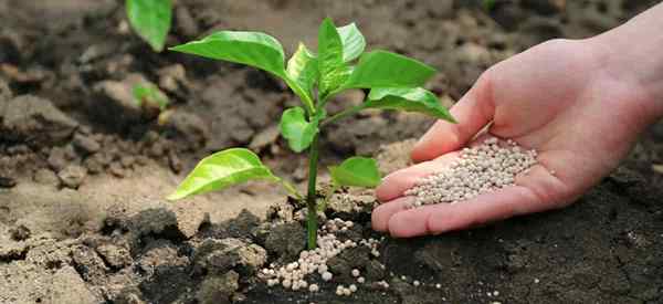 Consejos sobre la fertilización de sus verduras para obtener un mayor rendimiento