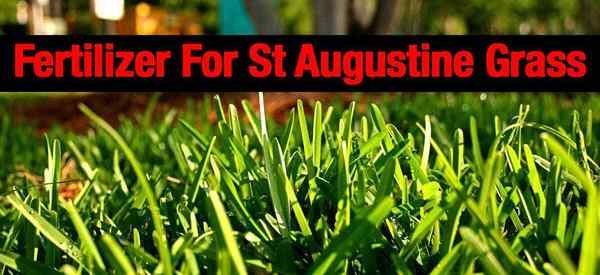 Pelajari tips tentang pupuk terbaik untuk St Augustine Grass