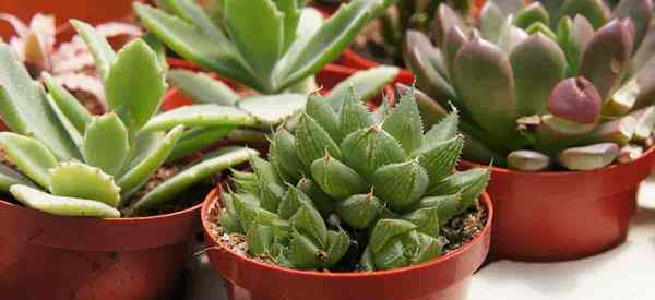 Baja untuk succulents sebagai panduan untuk membaja tumbuh -tumbuhan yang berair