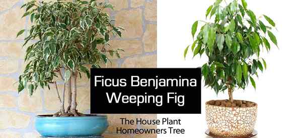 Ficus benjamina Tree - Fig pleure