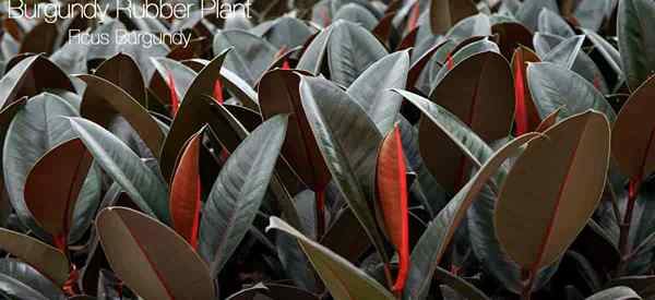 Info Tanaman Karet Burgundy Cara Menumbuhkan Ficus Elastica Burgundy