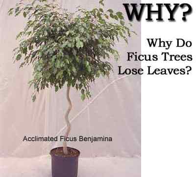 Les feuilles de la figue de figure pleurent pourquoi mon Ficus est-il perdant les feuilles?