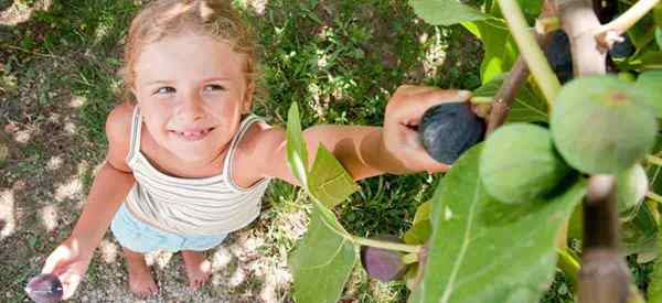 Feigenbaumpflege Wie man Feigenbäume in Ihrem Haus oder Garten züchtet