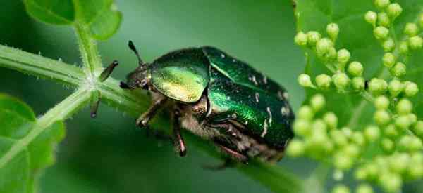 Comment contrôler les infestations de coléoptères du file