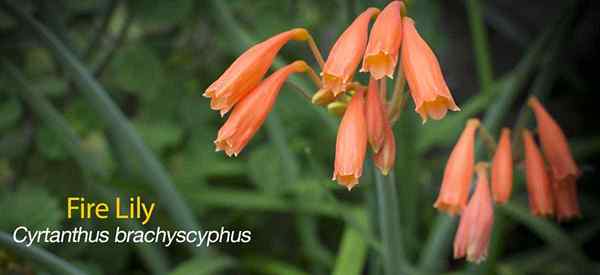 Fire Lily plante à cultiver et à prendre soin du Cyrtanthus
