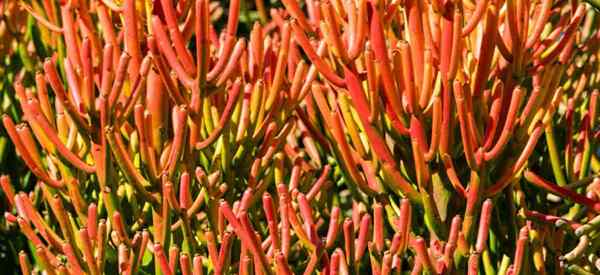 La planta de fuego es tóxica o venenosa? Los detalles