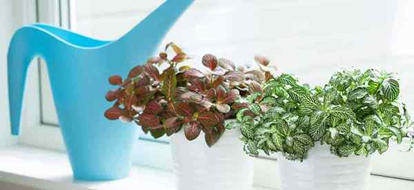 Fittonia Plant Care Apprenez à faire pousser des plantes nerveuses