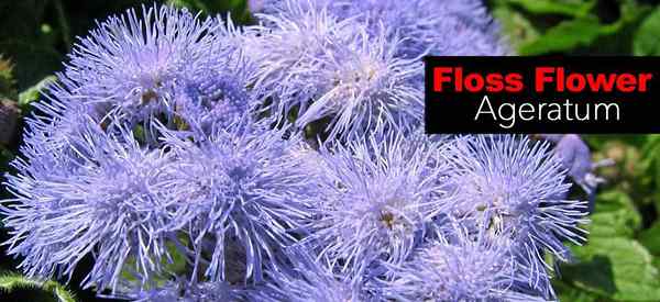 FLOSS -Blume Wie man sich für Ageratum Houstonianum kümmert