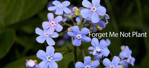 Comment prendre soin de l'oubli pas pas de fleur