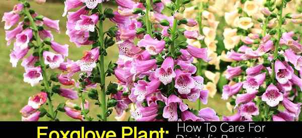 Foxglove Plant Wie man sich um digitalis purpurea kümmert