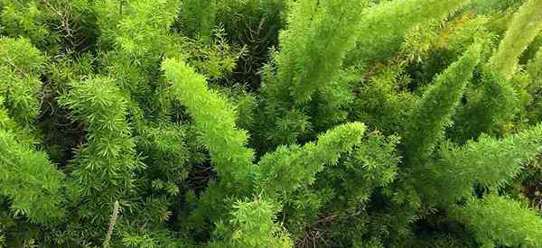 Belajar Foxtail Fern Care tumbuh Asparagus Densiflorus Ferns