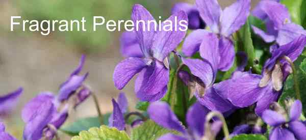 Flores perenes perfumadas