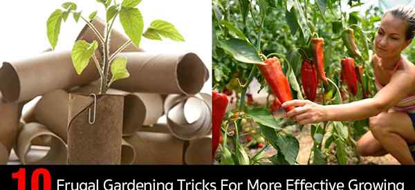 10 truques de jardinagem frugal para um crescimento mais eficaz