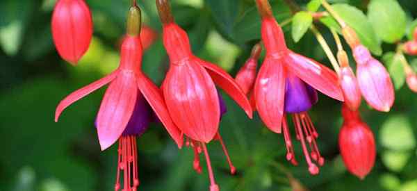 Cómo cuidar la planta de fucsia