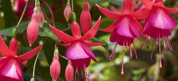 Hardy Fuchsia Pflanze - die Blumenblume der Blumenballnera