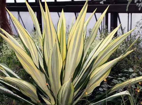 Furcraea foetida care learn tumbuh agave palsu